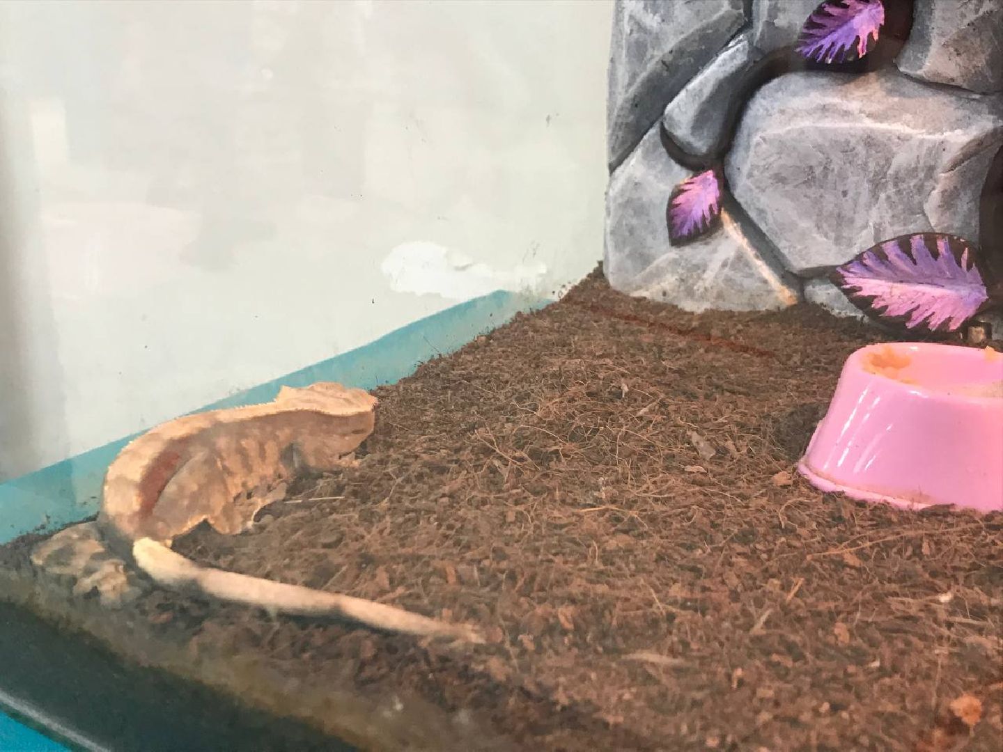 Егорьевск, пауки, выставка, подмосковье,