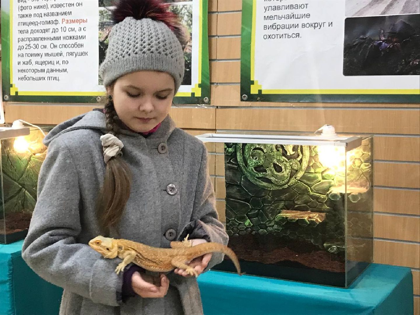 Егорьевск, пауки, выставка, подмосковье,