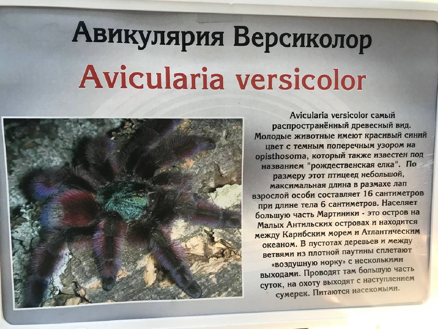 Егорьевск, пауки, выставка, подмосковье,