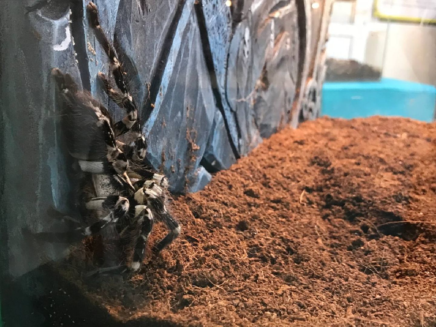 Егорьевск, пауки, выставка, подмосковье,