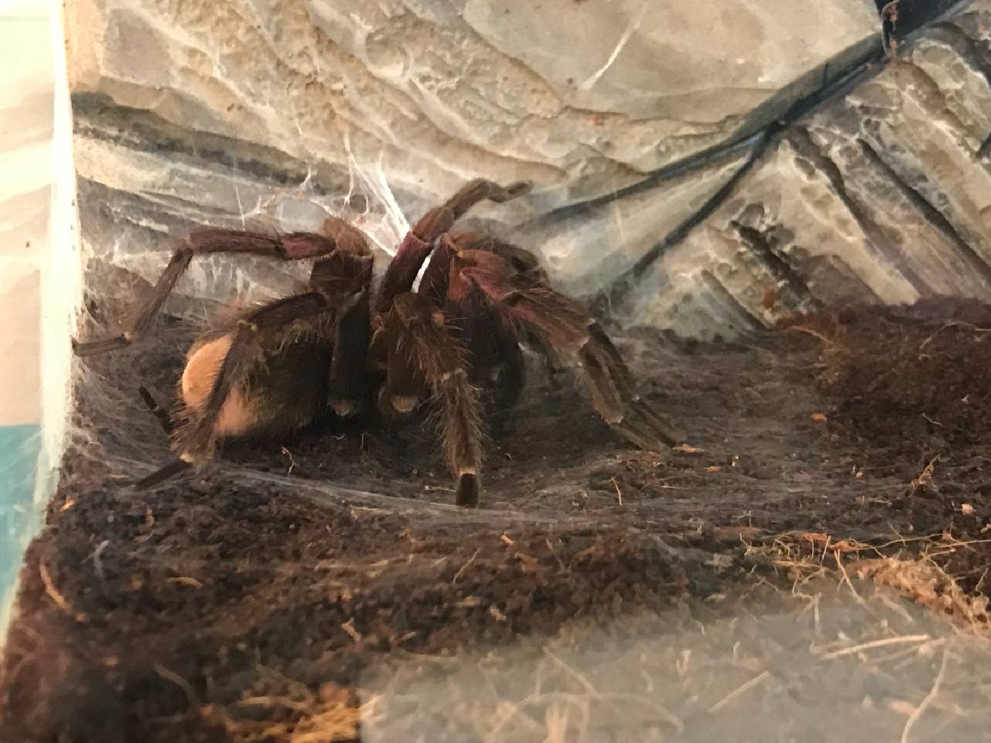 Егорьевск, пауки, выставка, подмосковье,