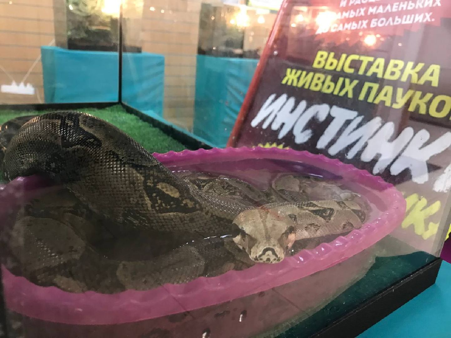 Егорьевск, пауки, выставка, подмосковье,
