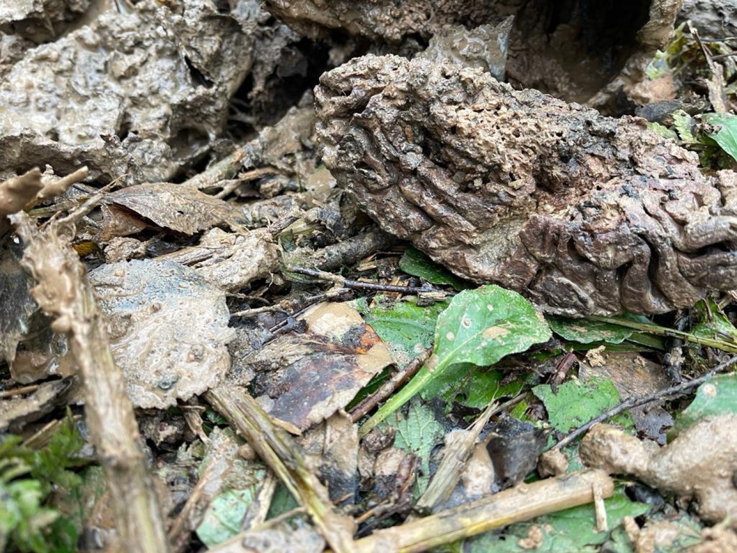 волоколамск, поисковикимо, поисковое движение, поисковый отряд, деревня, потомки, воинские захоронения, воины,