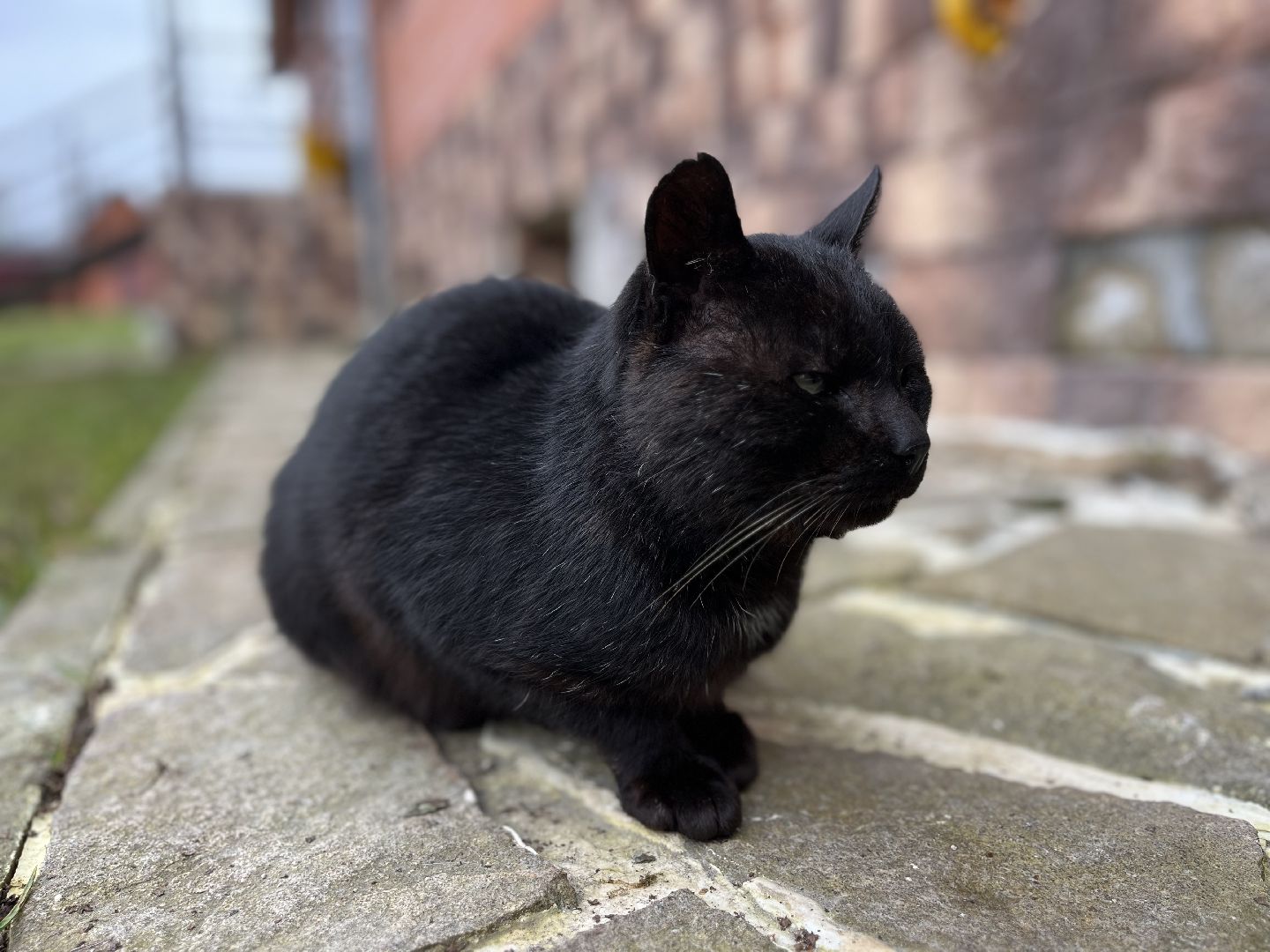 Шаховская, кот, черный кот, церковь, храм, храм всех святых,