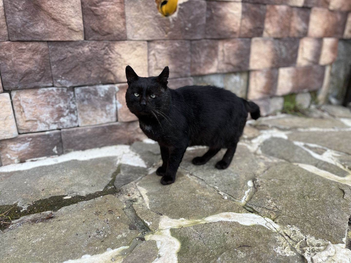 Шаховская, кот, черный кот, церковь, храм, храм всех святых,