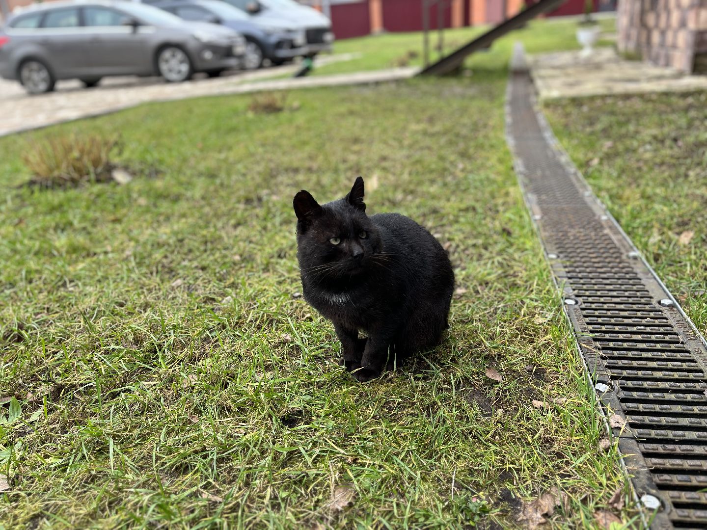 Шаховская, кот, черный кот, церковь, храм, храм всех святых,