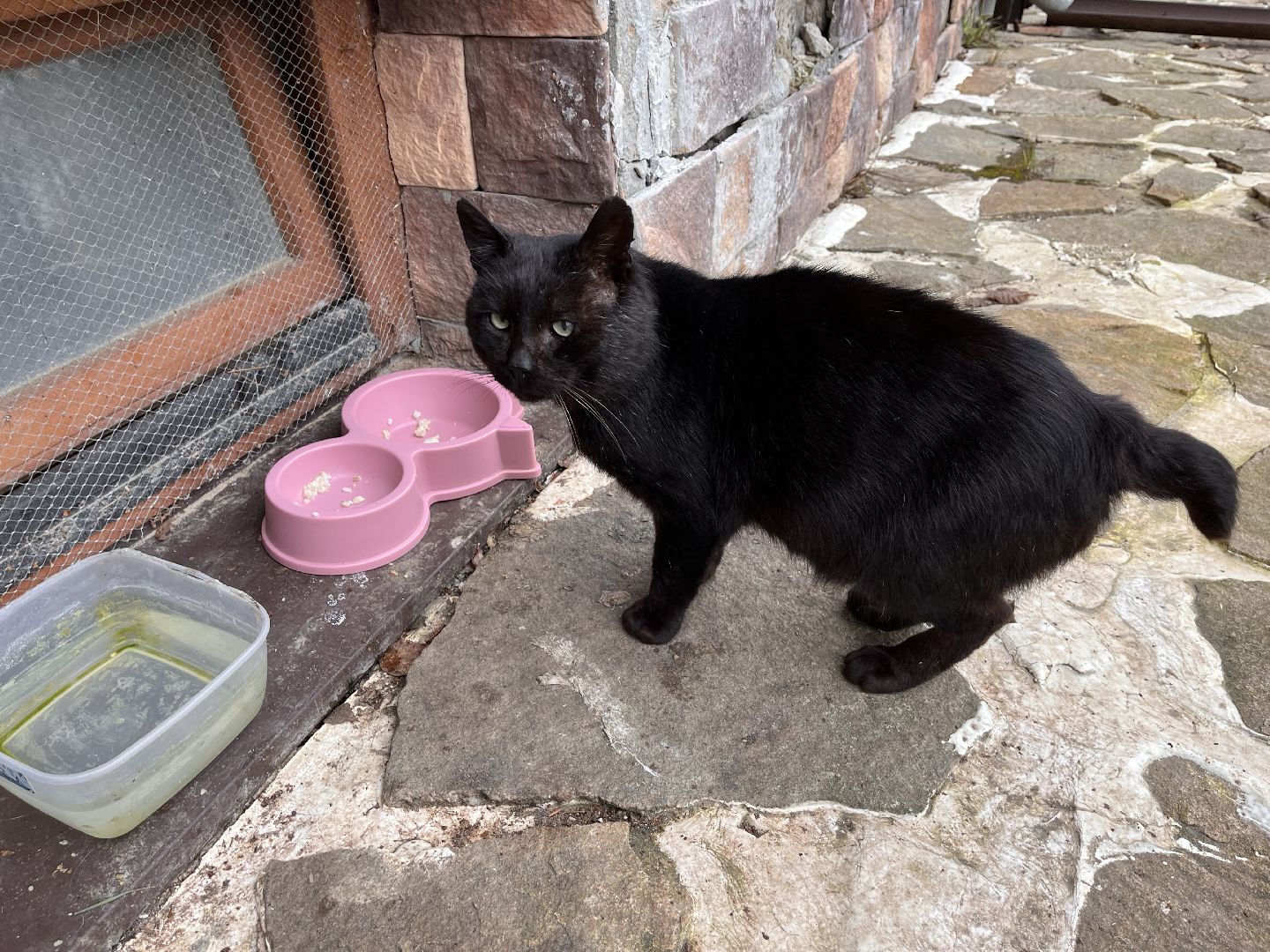 Шаховская, кот, черный кот, церковь, храм, храм всех святых,