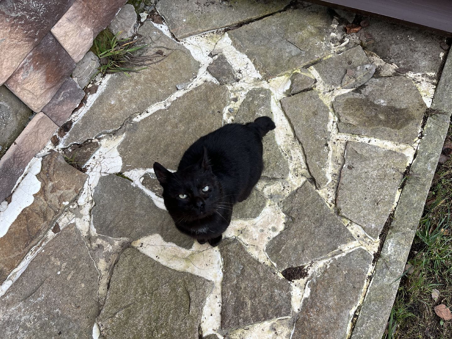 Шаховская, кот, черный кот, церковь, храм, храм всех святых,