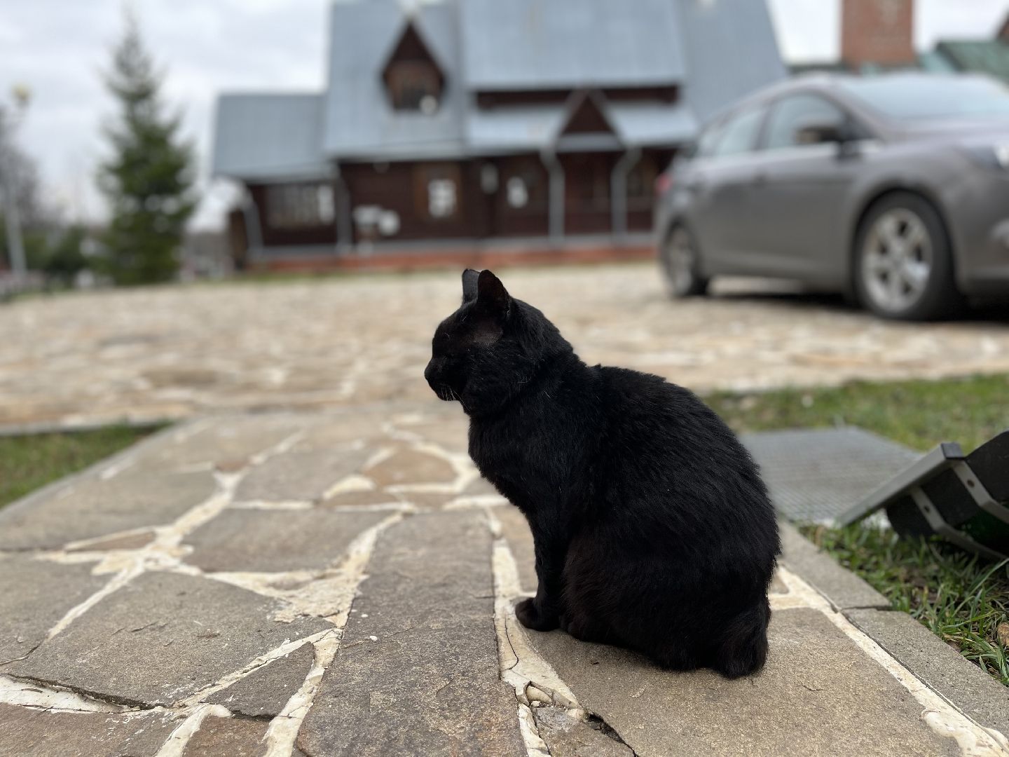 Шаховская, кот, черный кот, церковь, храм, храм всех святых,