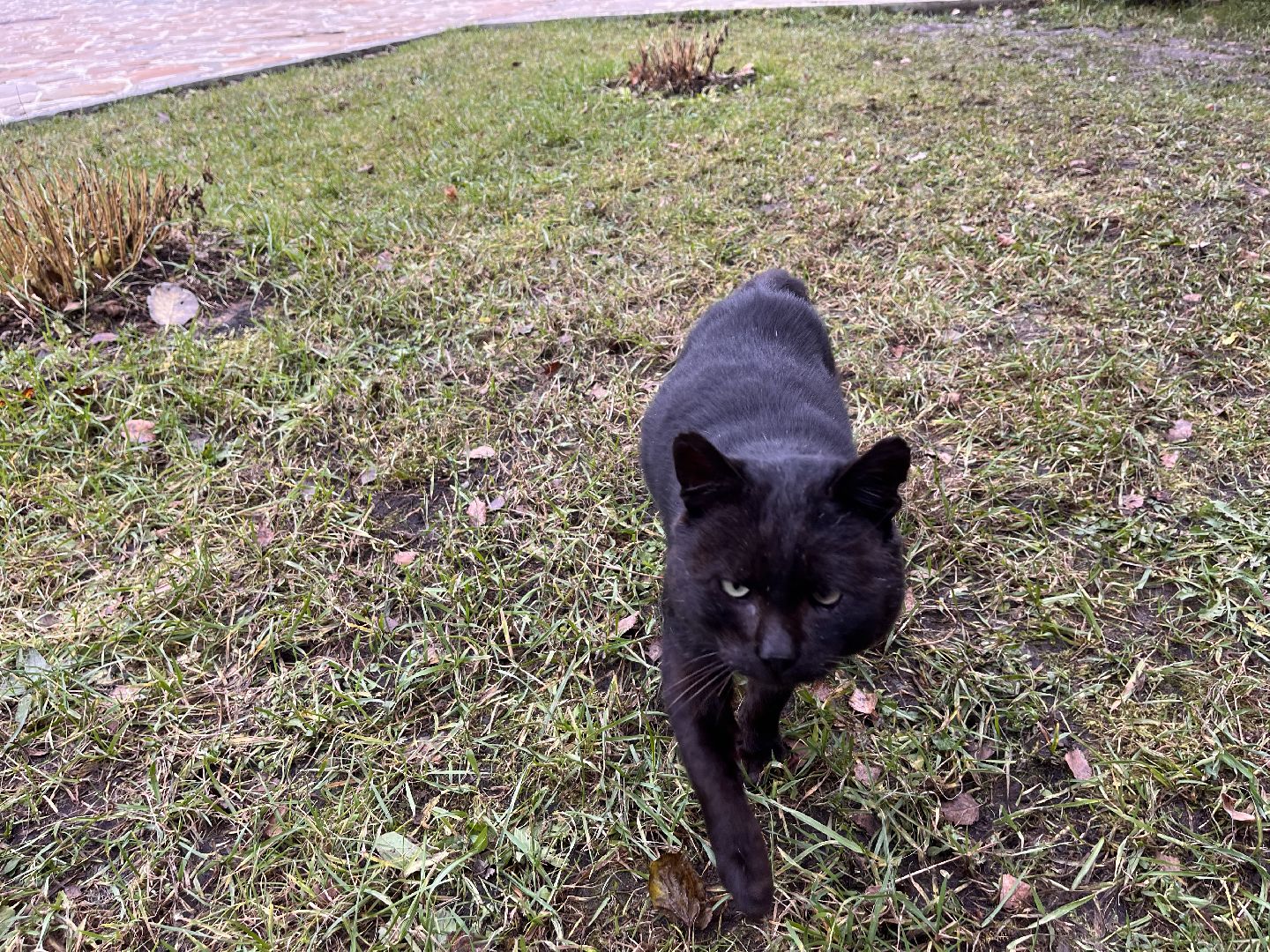 Шаховская, кот, черный кот, церковь, храм, храм всех святых,