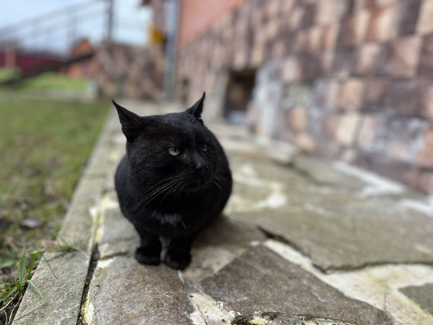 Шаховская, кот, черный кот, церковь, храм, храм всех святых,