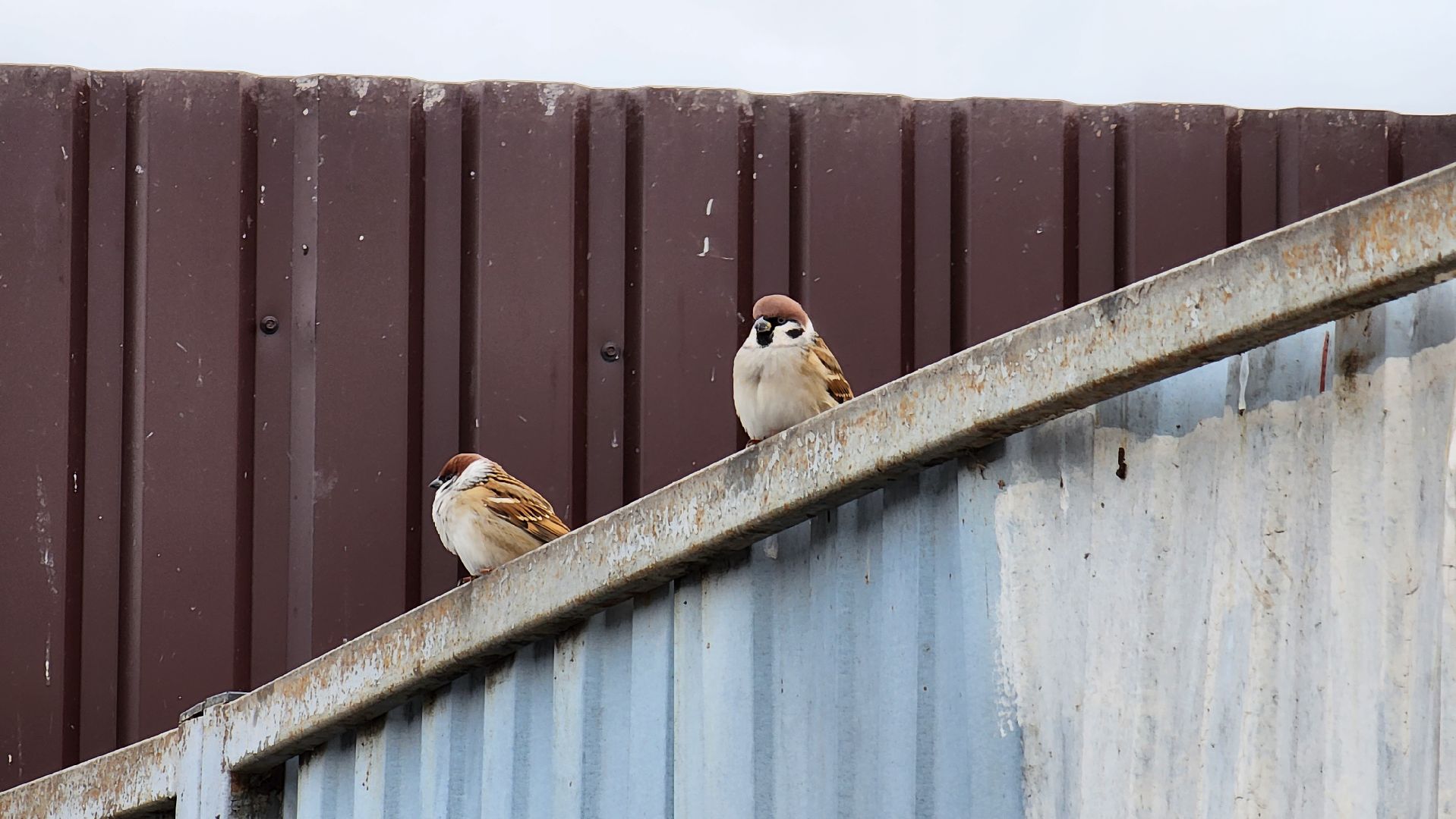Солнечногорск, ЖКХ, мусор, Бережки, контейнерная площадка,