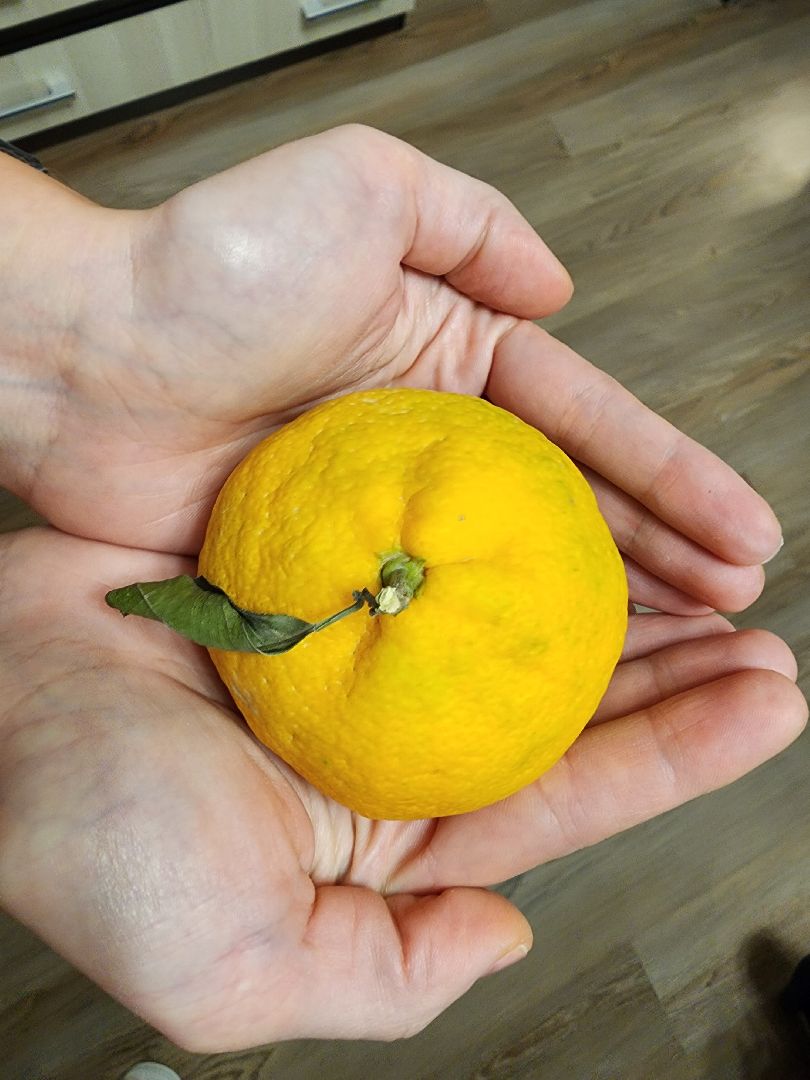 Еда, Химки, Подмосковье,