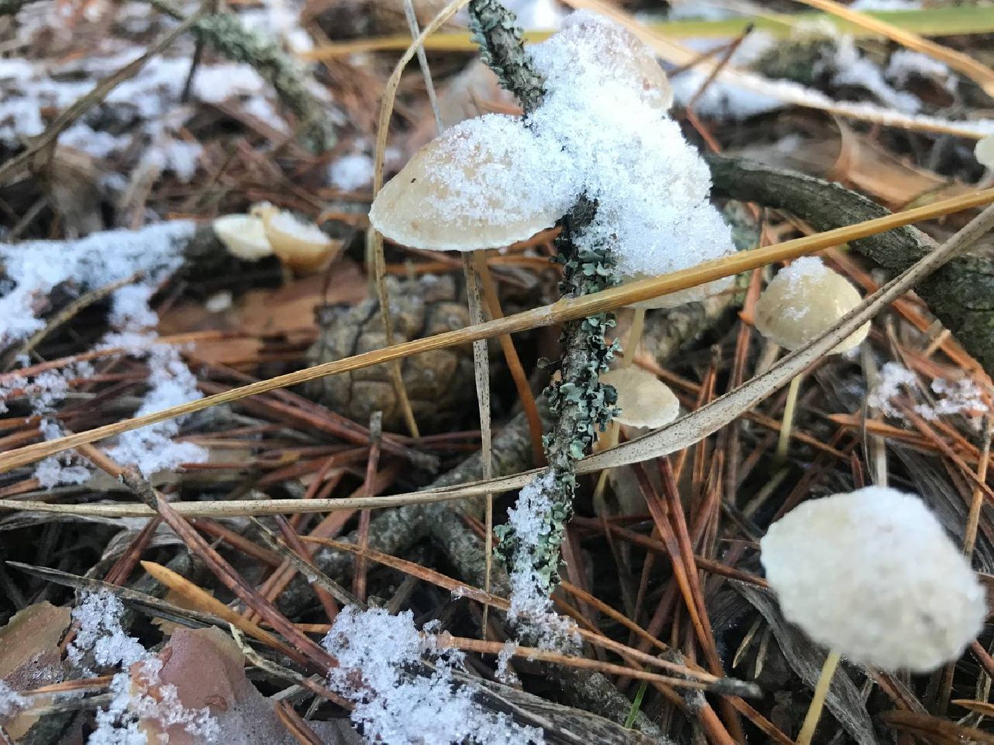 научная слобода, Ворово, Большая Шатура, наука, деевня,