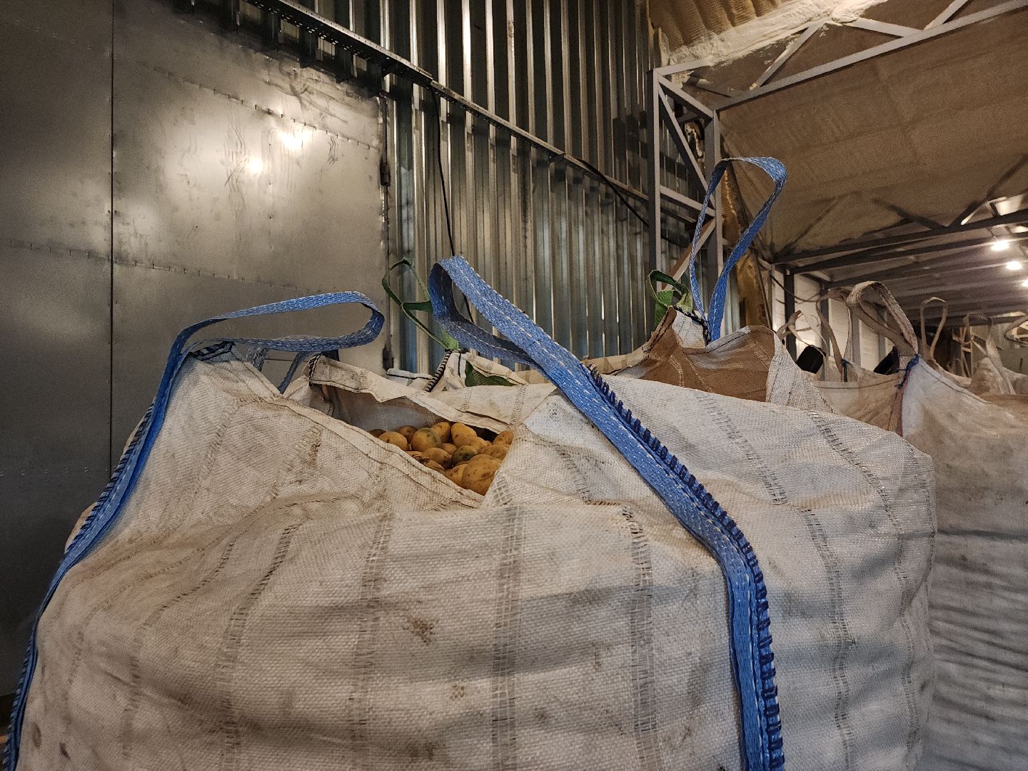 луховицы, сельское хозяйство, овощи,