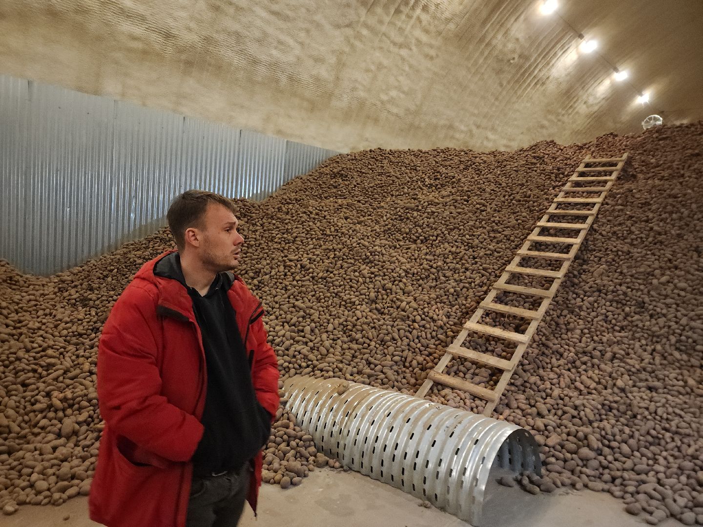 луховицы, сельское хозяйство, овощи,