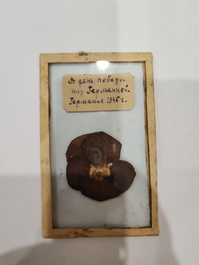 Егорьевск, Саввино, гербарий, история, ВОВ, великая отечественная война,