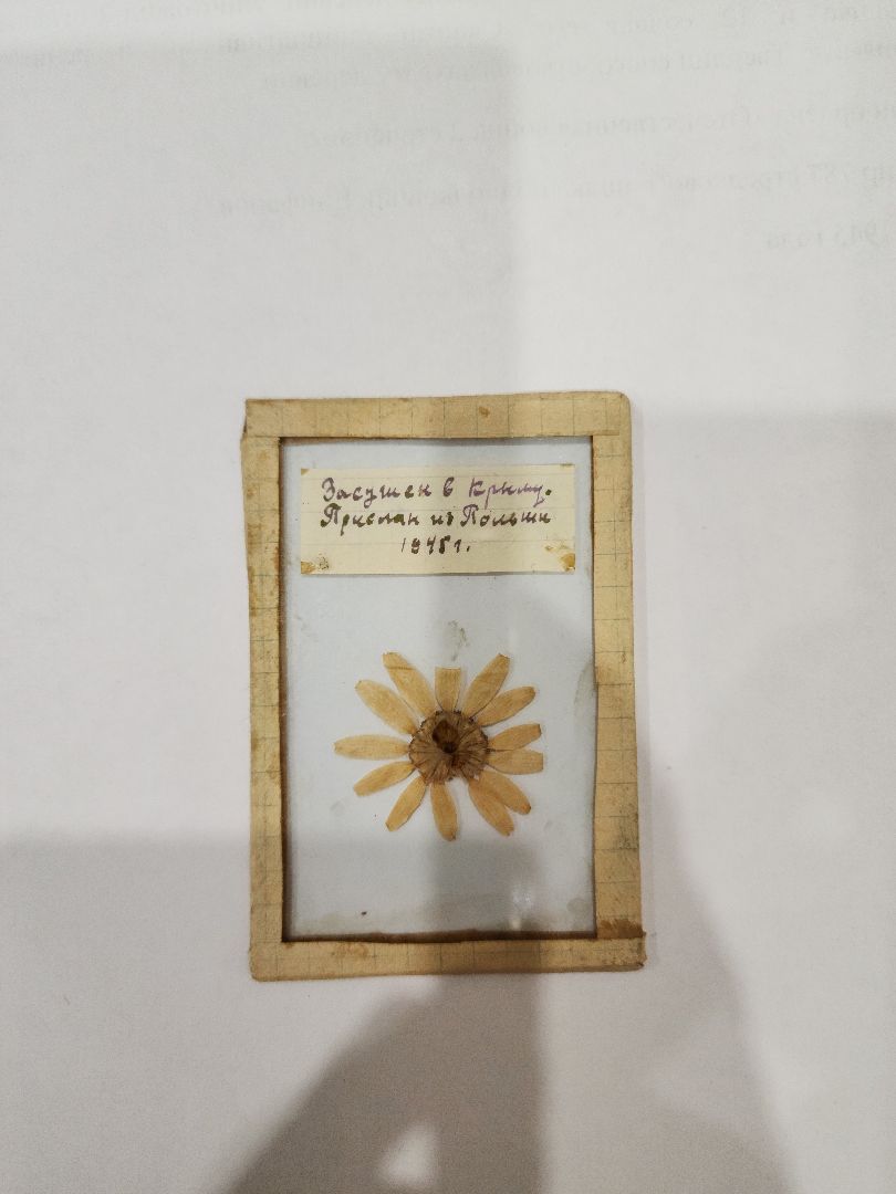 Егорьевск, Саввино, гербарий, история, ВОВ, великая отечественная война,