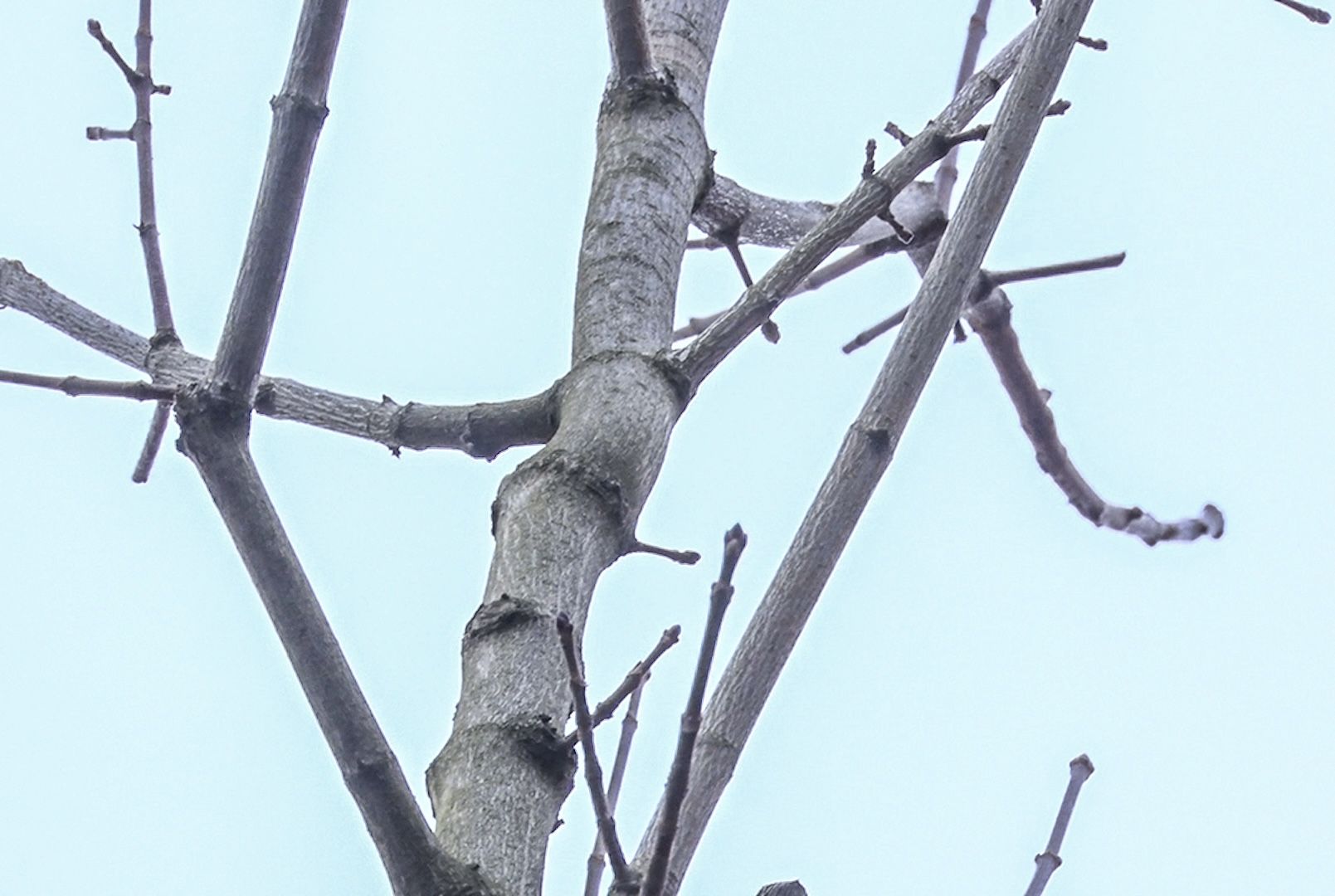 Клин, общество, благоустройство, экология, история,