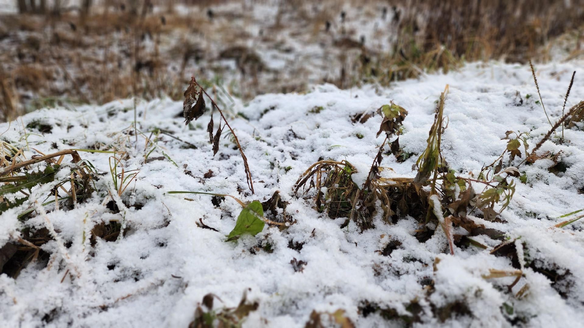 Солнечногорск, Зима, Погода, Метеоролог, Прогноз,