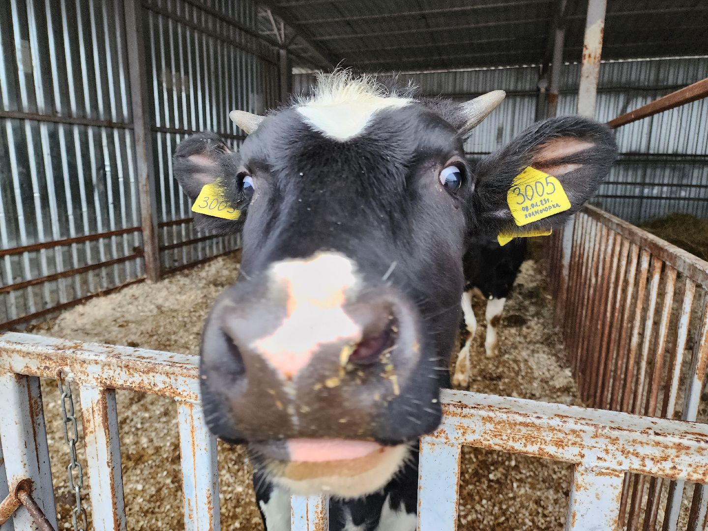 Подольск, наука, ВИЖ им Эрнста, породы, генетика,