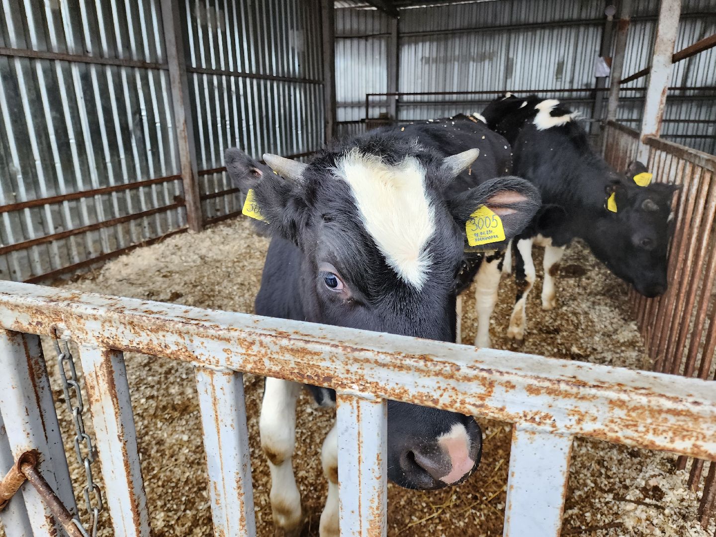 Подольск, наука, ВИЖ им Эрнста, породы, генетика,