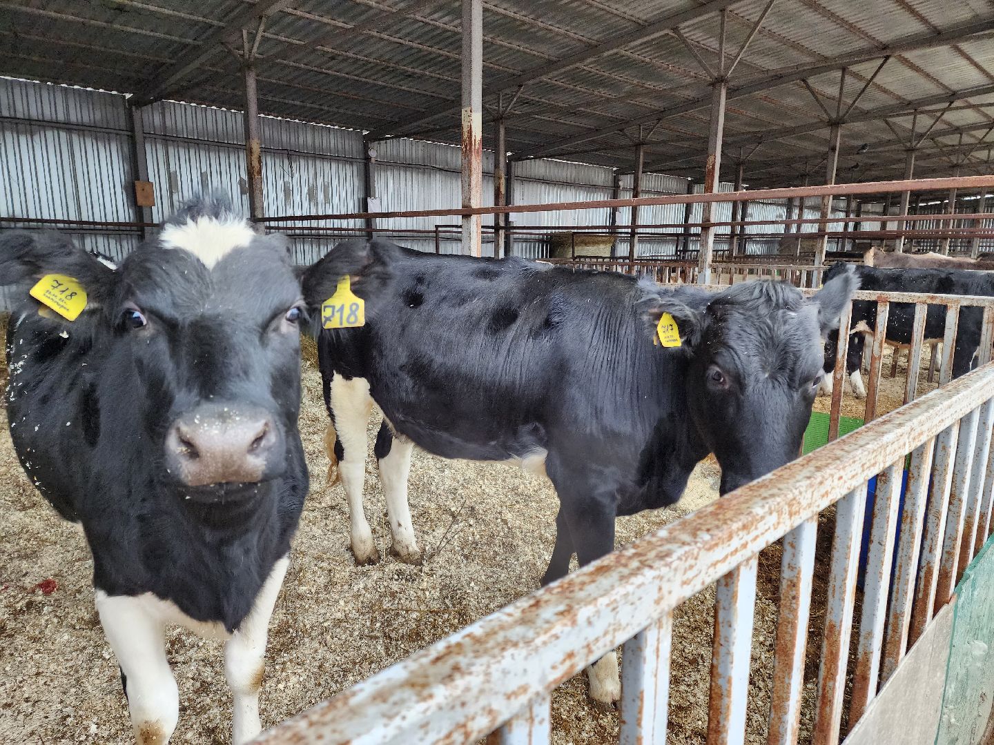 Подольск, наука, ВИЖ им Эрнста, породы, генетика,