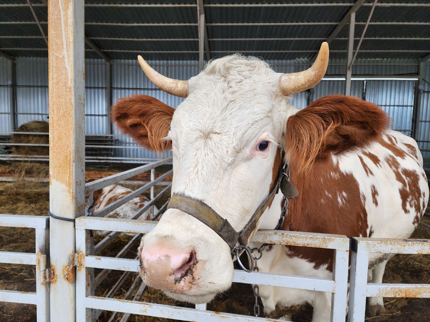 Подольск, наука, ВИЖ им Эрнста, породы, генетика,