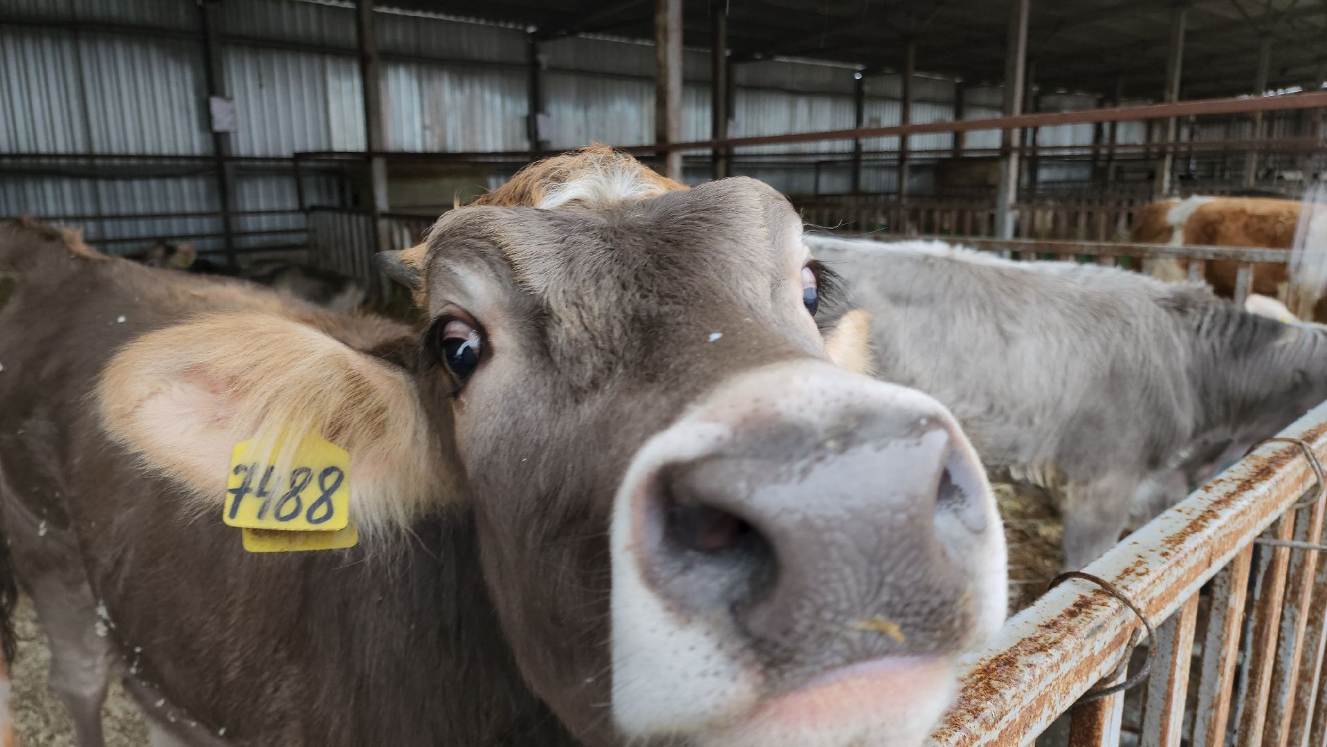 Подольск, наука, ВИЖ им Эрнста, породы, генетика,