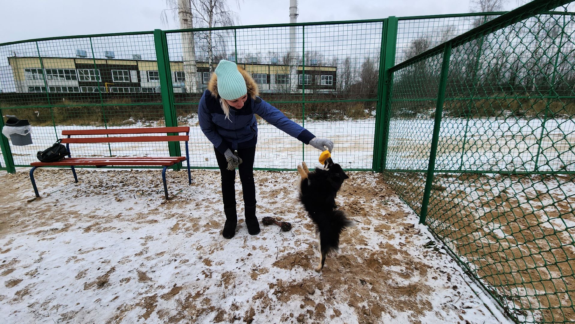 собаководы, площадка для выгула собак, Лосино-Петровский,