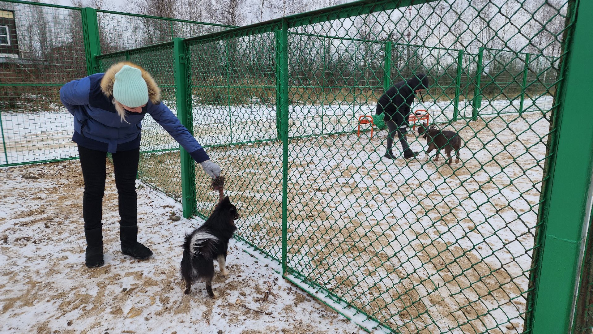 собаководы, площадка для выгула собак, Лосино-Петровский,