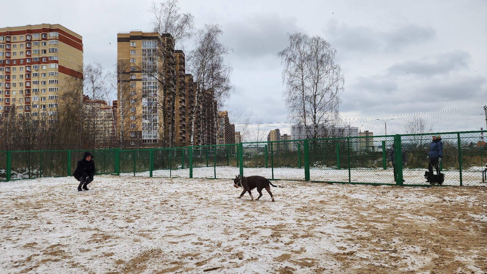собаководы, площадка для выгула собак, Лосино-Петровский,