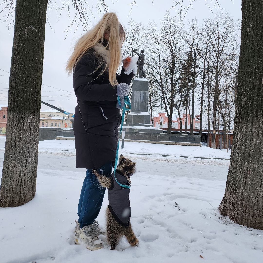 Егорьевск, Енот, Подмосковье, Московская область,