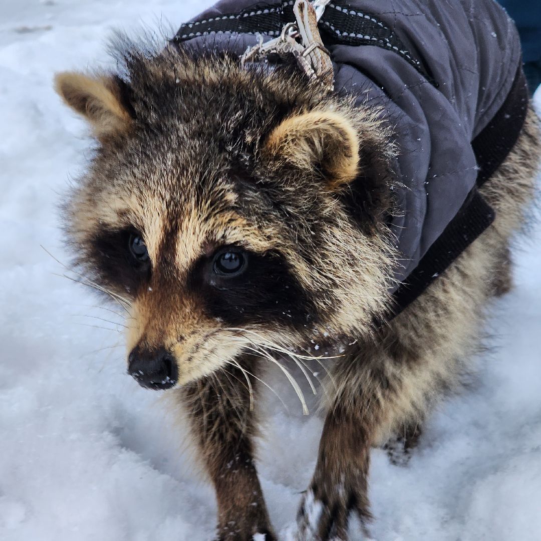 Егорьевск, Енот, Подмосковье, Московская область,