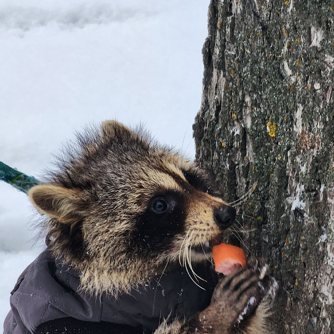 Егорьевск, Енот, Подмосковье, Московская область,