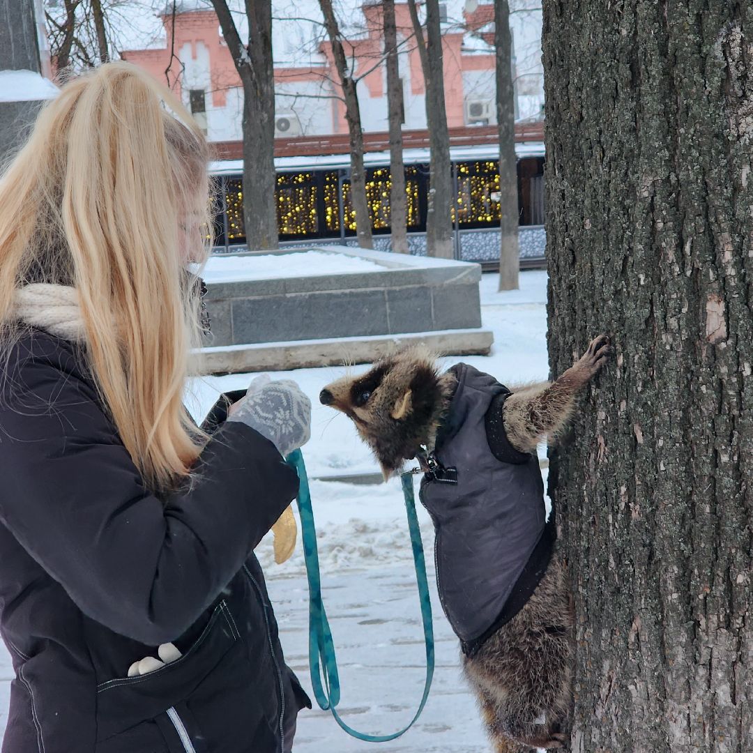 Егорьевск, Енот, Подмосковье, Московская область,