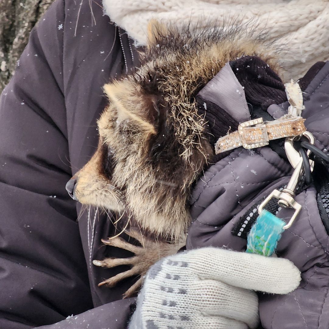 Егорьевск, Енот, Подмосковье, Московская область,