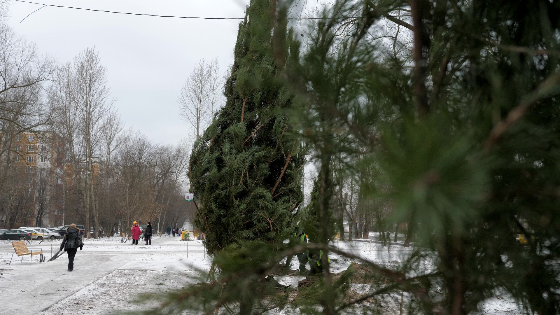 Реутов, благоустройство, деревья, сосны, посадка, зима,