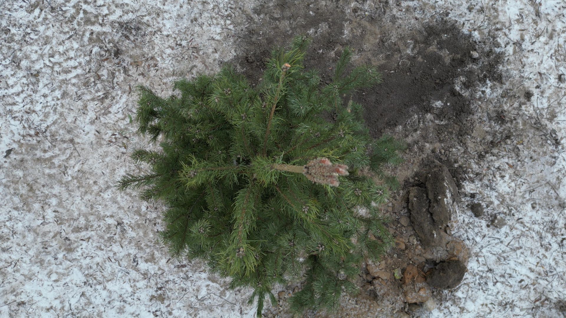 Реутов, благоустройство, деревья, сосны, посадка, зима,