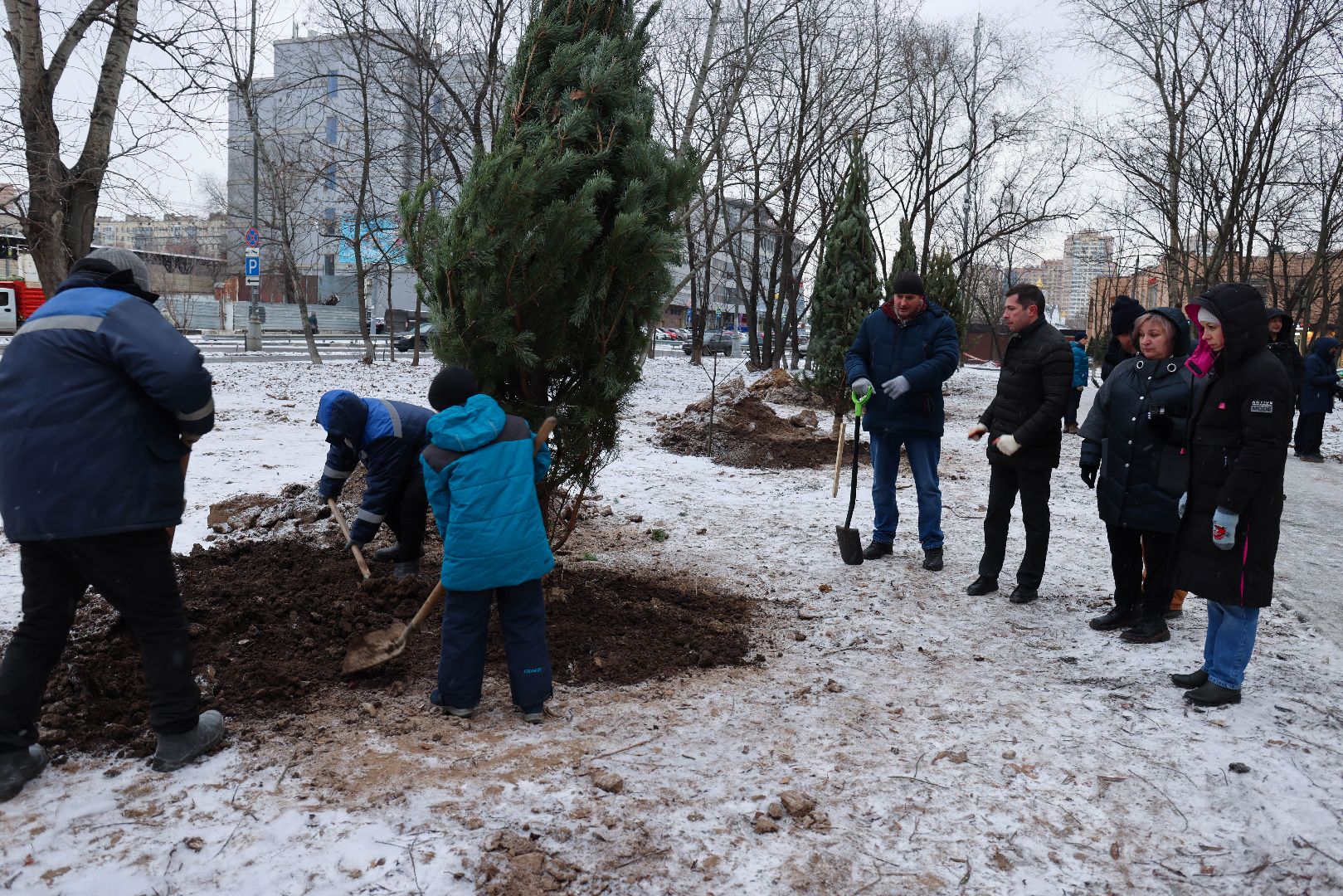 Реутов, благоустройство, деревья, сосны, посадка, зима,