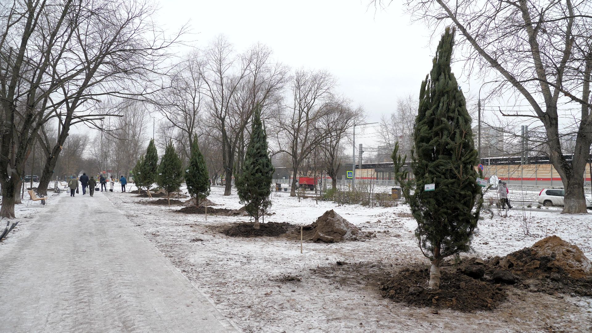 Реутов, благоустройство, деревья, сосны, посадка, зима,