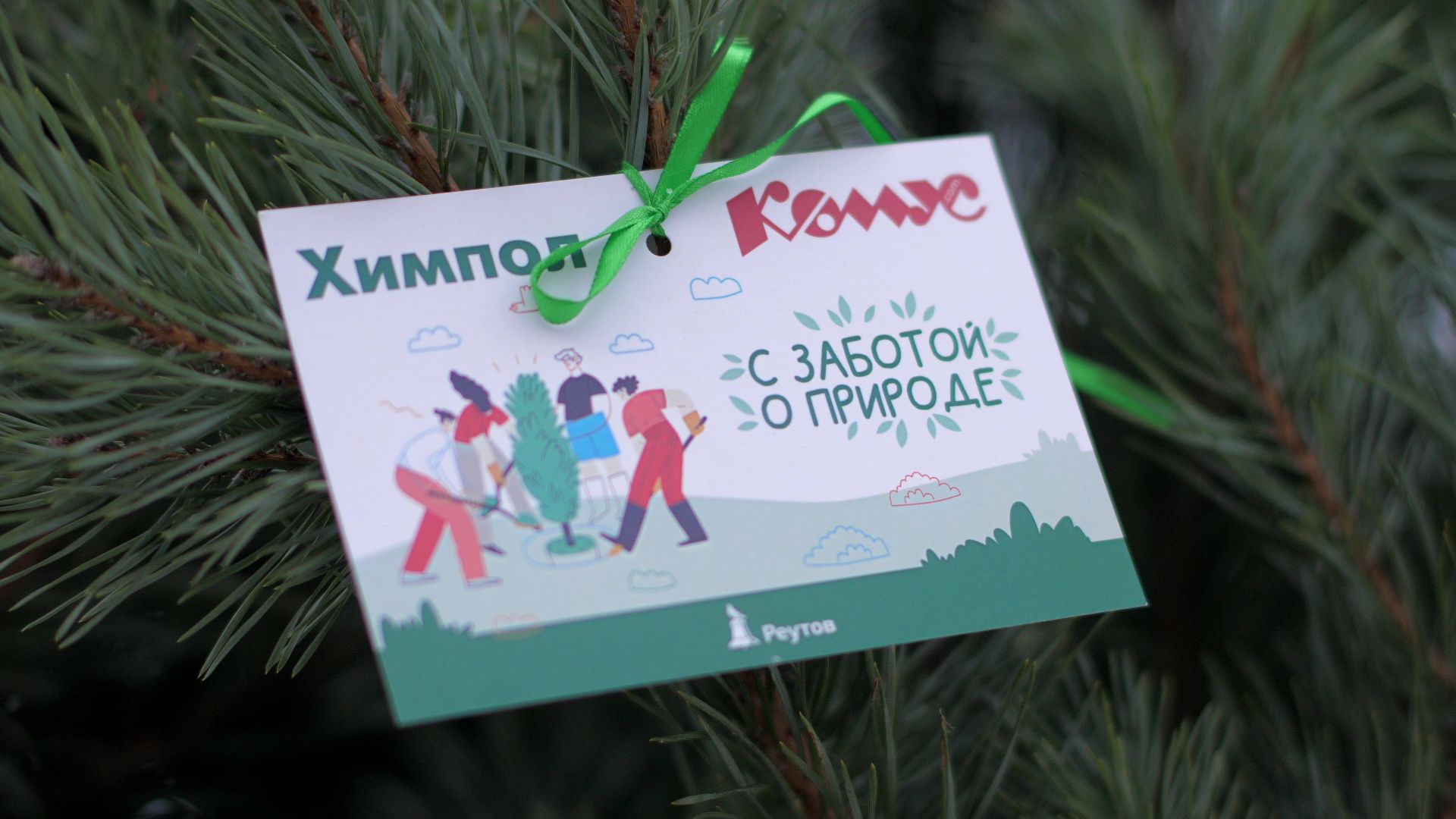 Реутов, благоустройство, деревья, сосны, посадка, зима,