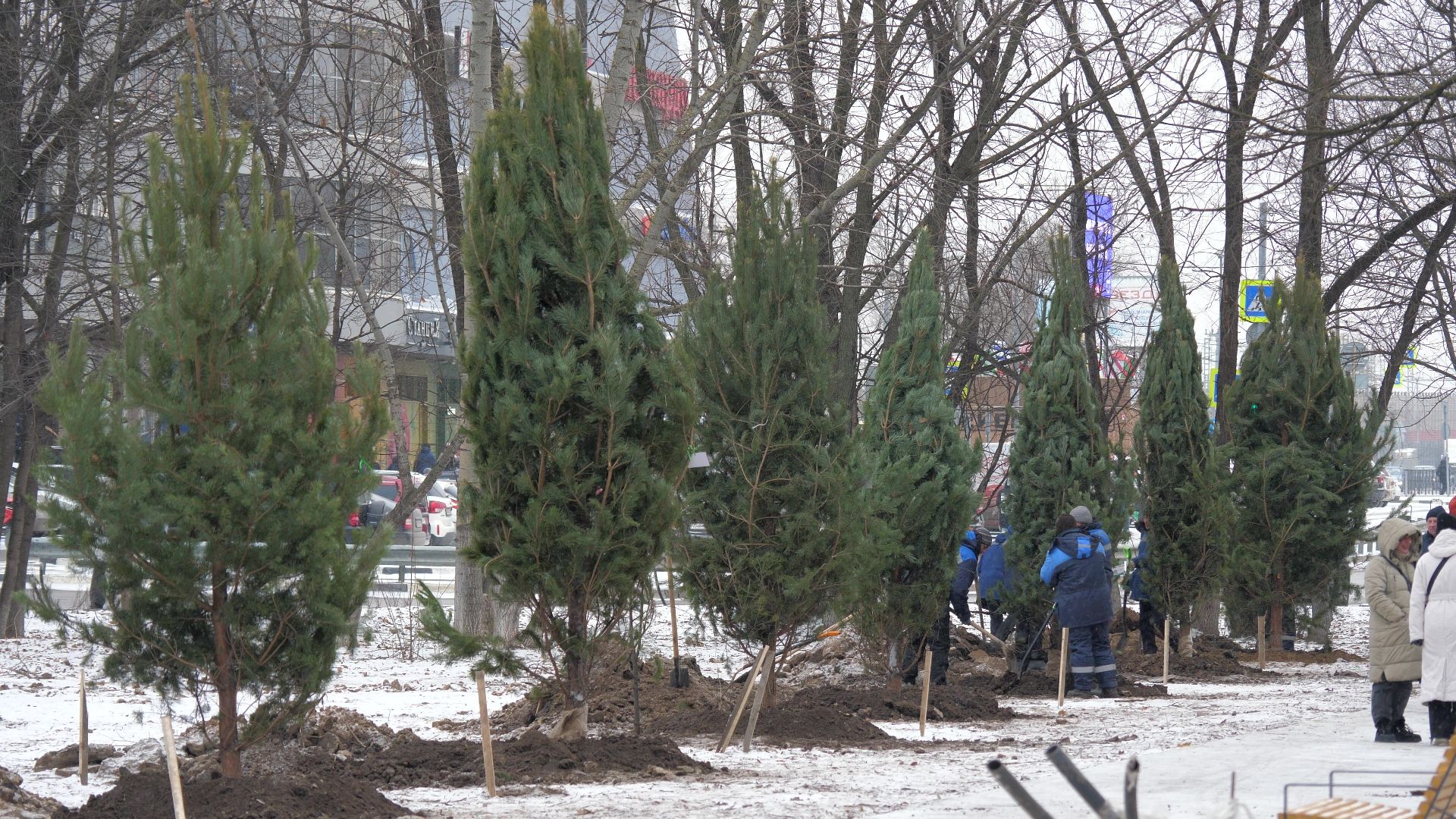Реутов, благоустройство, деревья, сосны, посадка, зима,