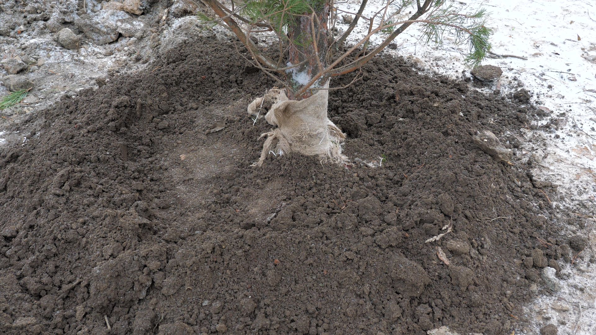 Реутов, благоустройство, деревья, сосны, посадка, зима,