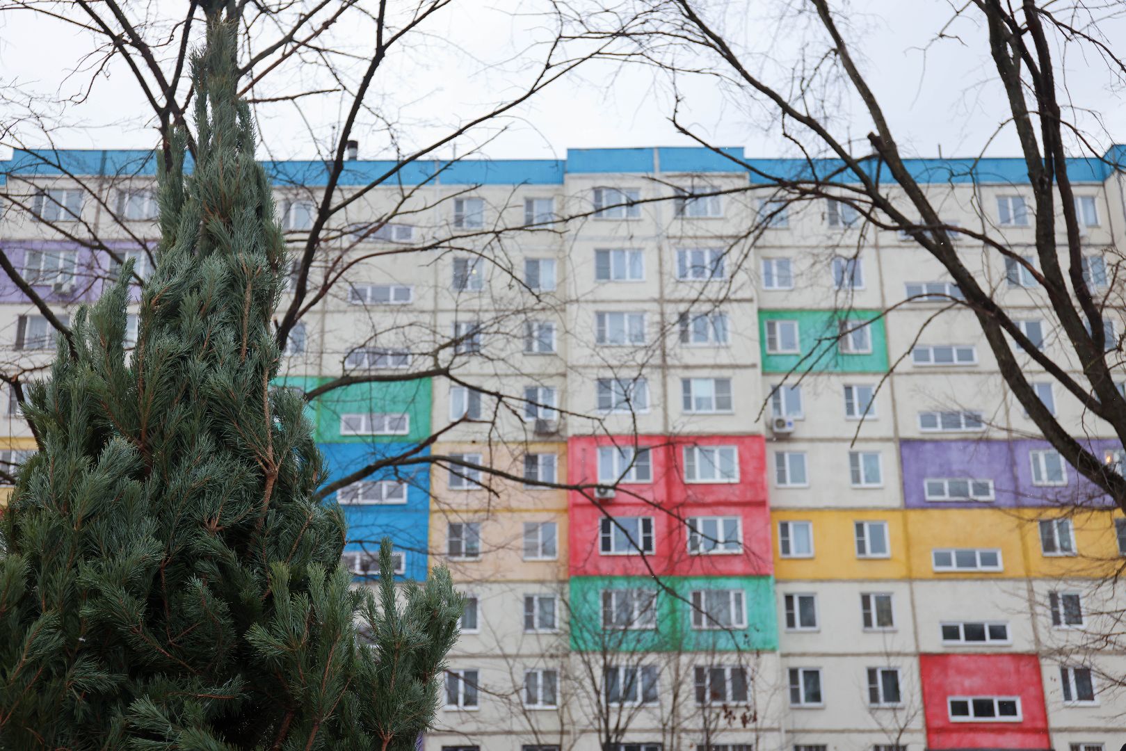 Реутов, благоустройство, деревья, сосны, посадка, зима,