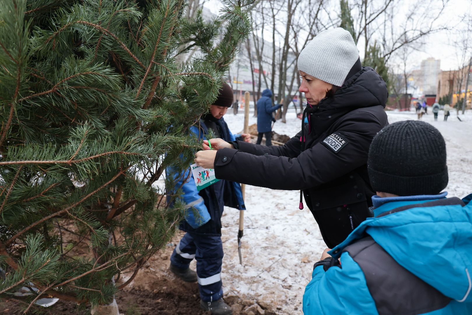 Реутов, благоустройство, деревья, сосны, посадка, зима,