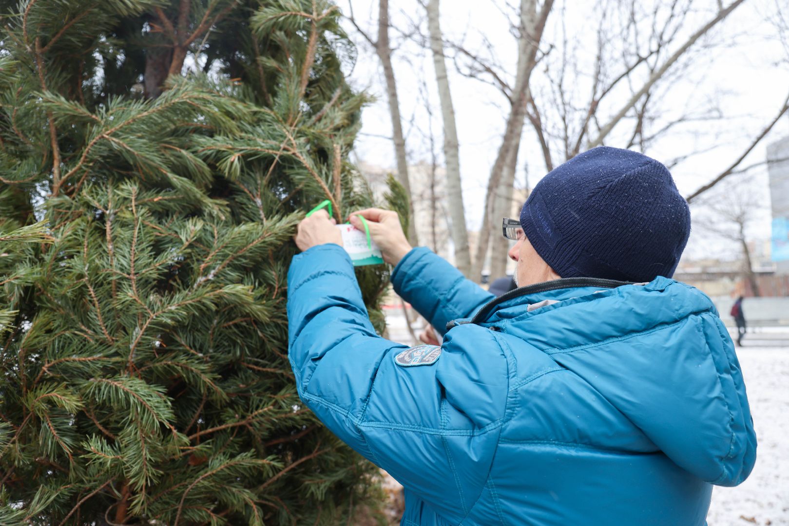 Реутов, благоустройство, деревья, сосны, посадка, зима,