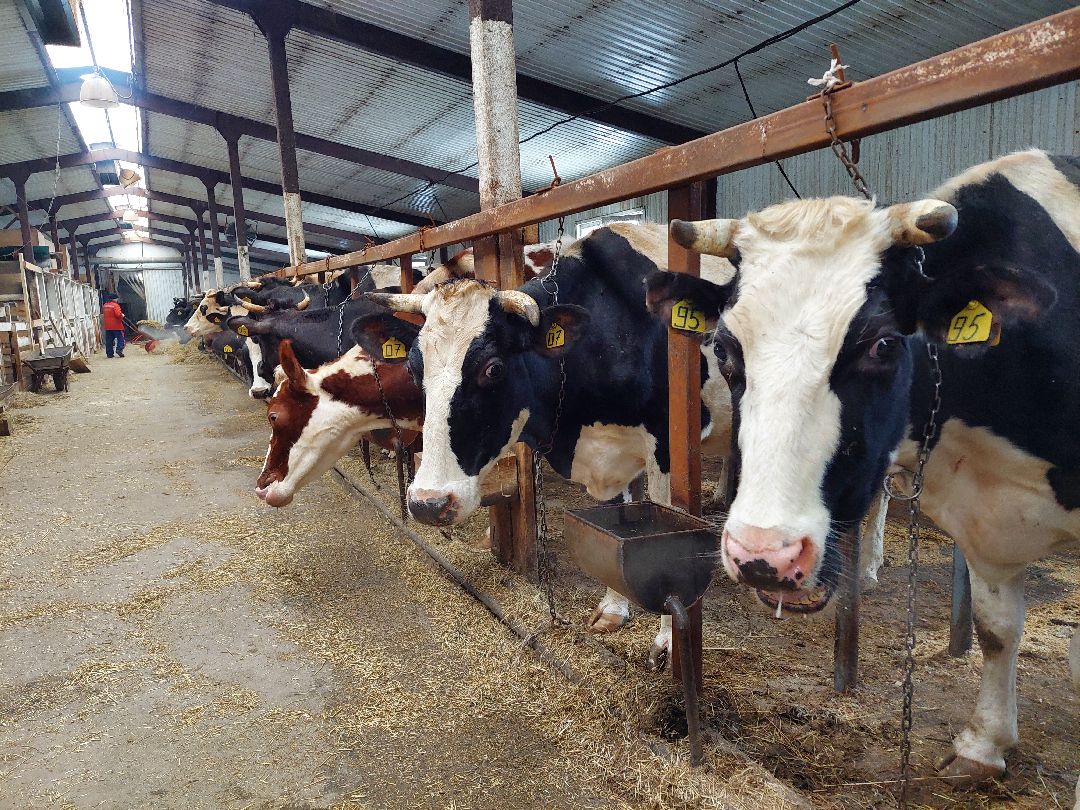 Воскресенск, волонтеры