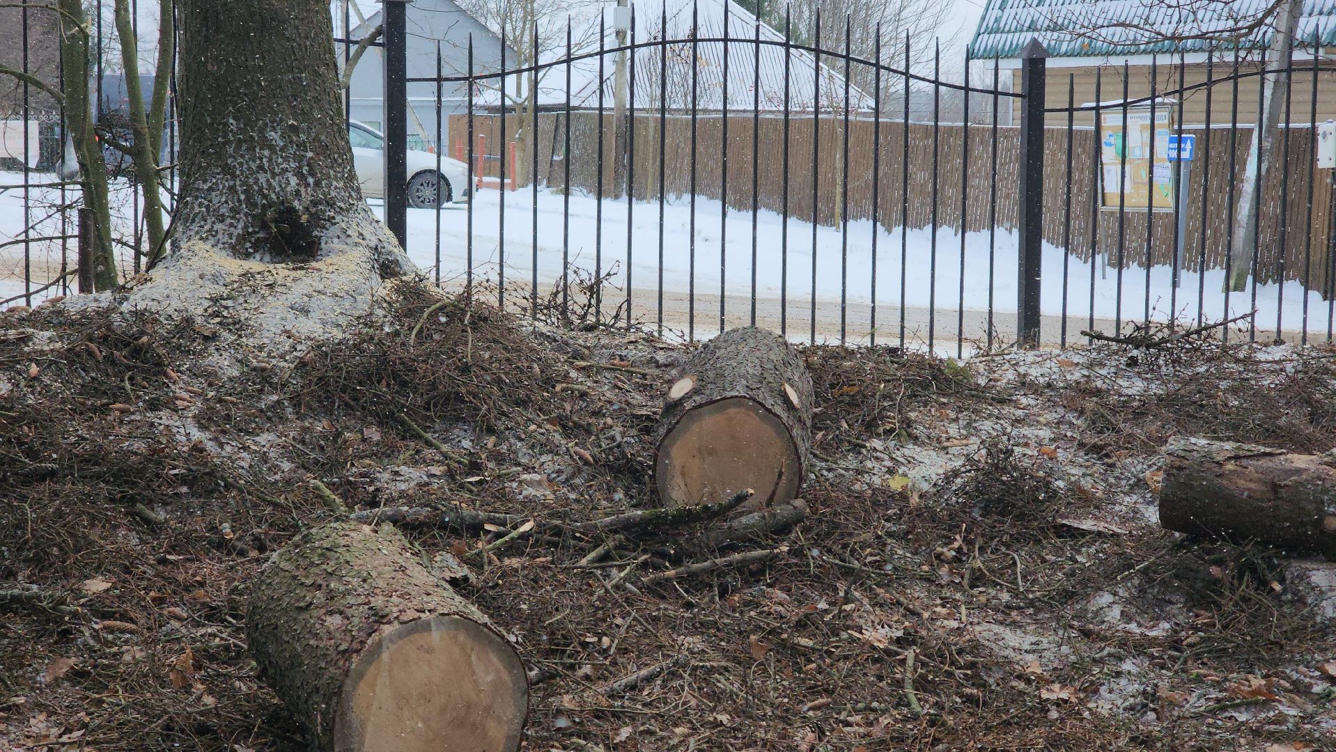 Пушкино, Мураново, экология, фестиваль арбористов, арбористика, Деревья, Попилка,