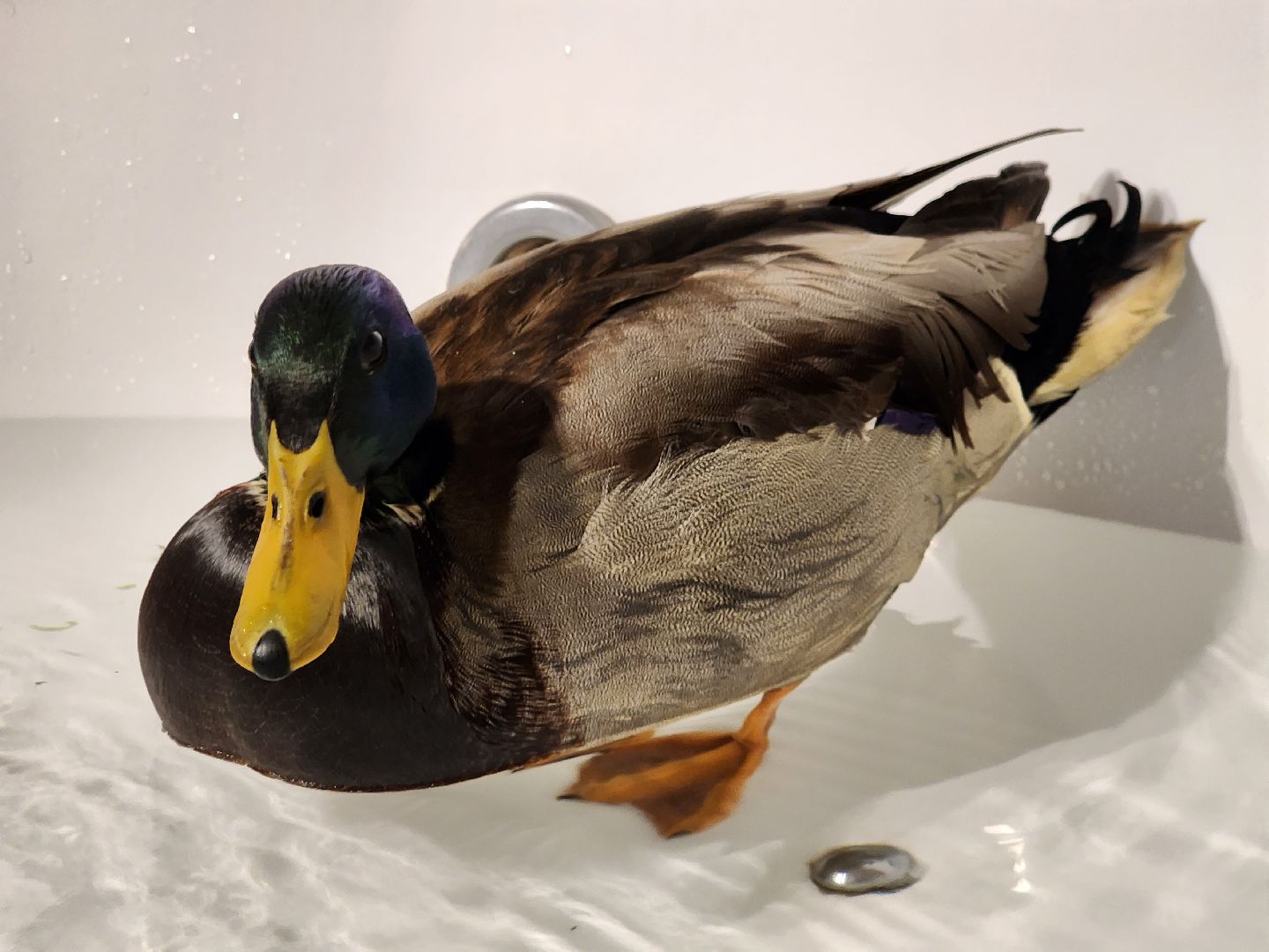 Утка, Селезень, спасение, спасение животных,